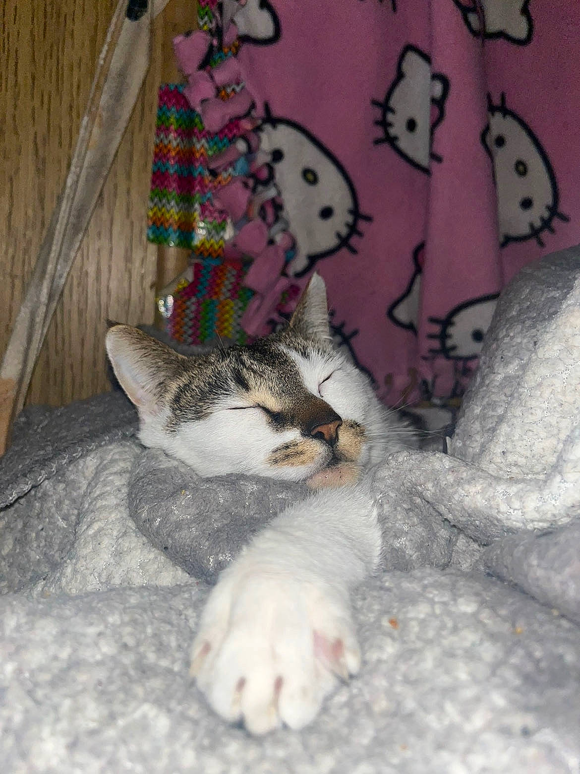 Negan is registered to the contest to win money with this photo: carnivore, cat, comfort, domestic_short_haired_cat, fawn, felidae, foot, fur, grey, leg, linens, paw, plant, small_to_medium_sized_cats, snout, tail, textile, tree, vertebrate, whiskers