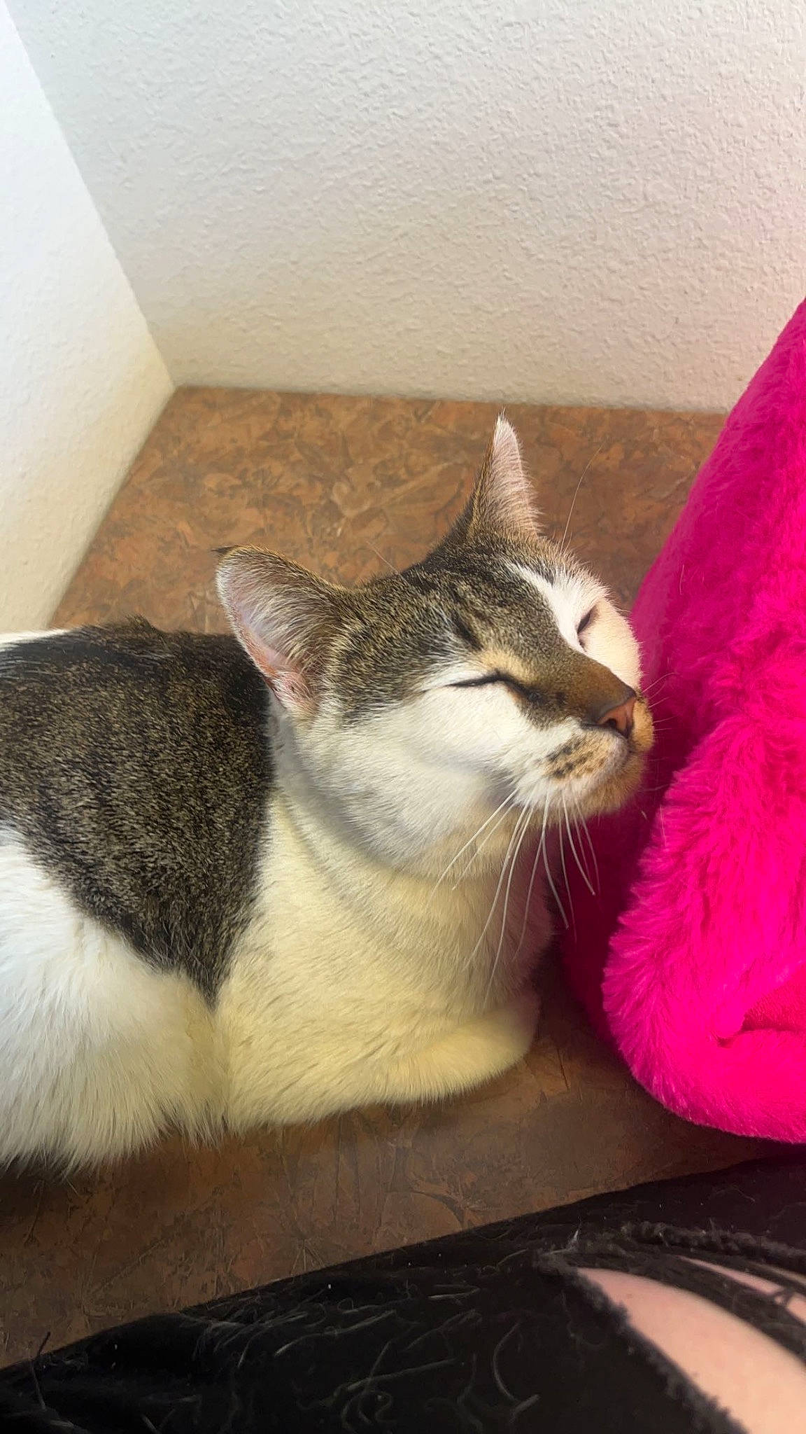 Negan is registered to the contest to win money with this photo: box, carnivore, cat, cat_furniture, cat_supply, comfort, domestic_short_haired_cat, felidae, fur, magenta, paw, pet_supply, sitting, small_to_medium_sized_cats, snout, tail, whiskers