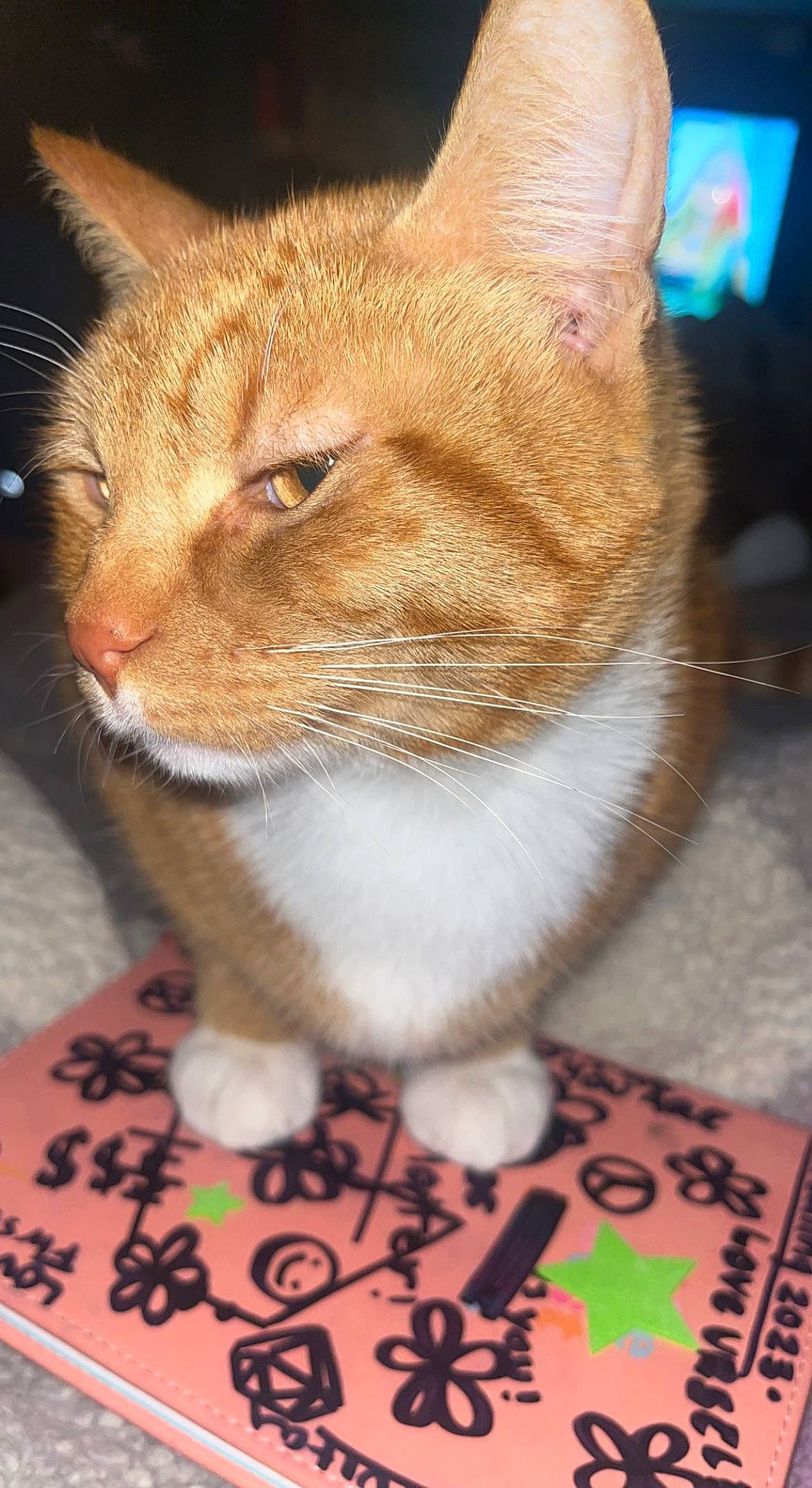 Phoenix joined the competition — help win amazing prizes! carnivore, cat, claw, domestic_short_haired_cat, fawn, felidae, fur, paw, small_to_medium_sized_cats, tail, terrestrial_animal, whiskers, wildlife