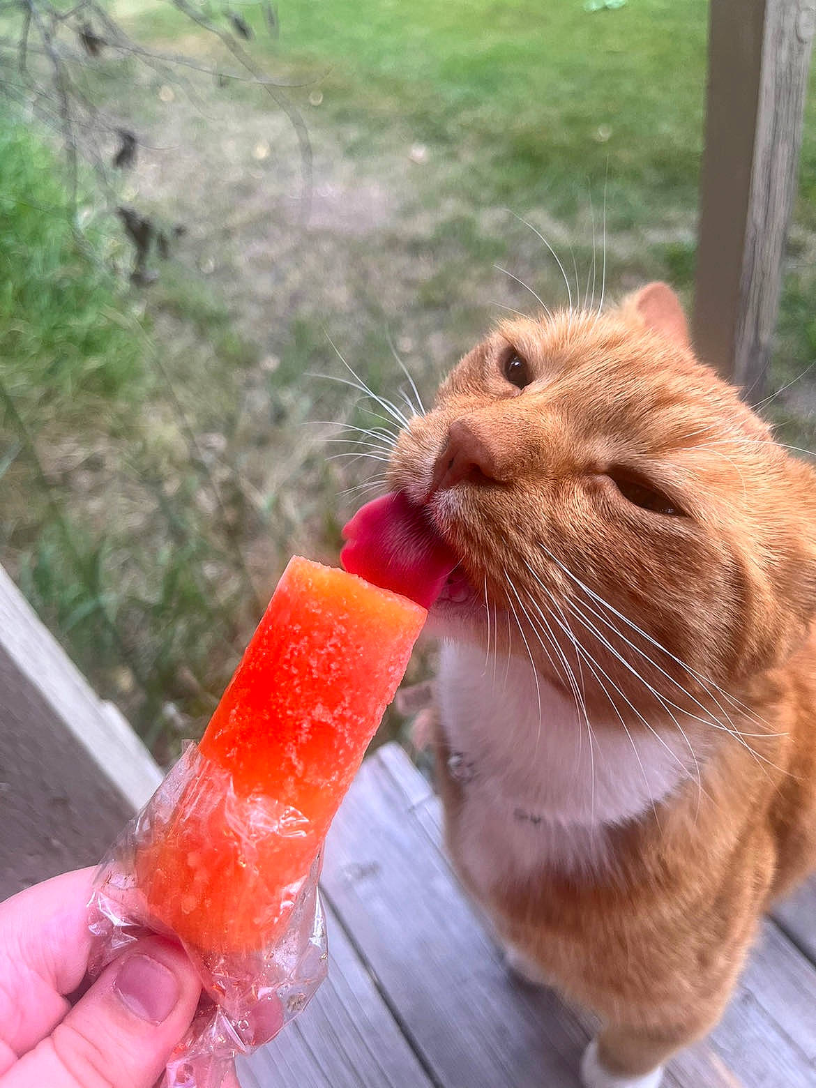 Phoenix joined the competition — help win amazing prizes! carnivore, cat, domestic_short_haired_cat, drink, drinking, fawn, felidae, food, fur, grass, ingredient, juice, pet_supply, plant, rodent, small_to_medium_sized_cats, snout, tail, whiskers, wild_carrot