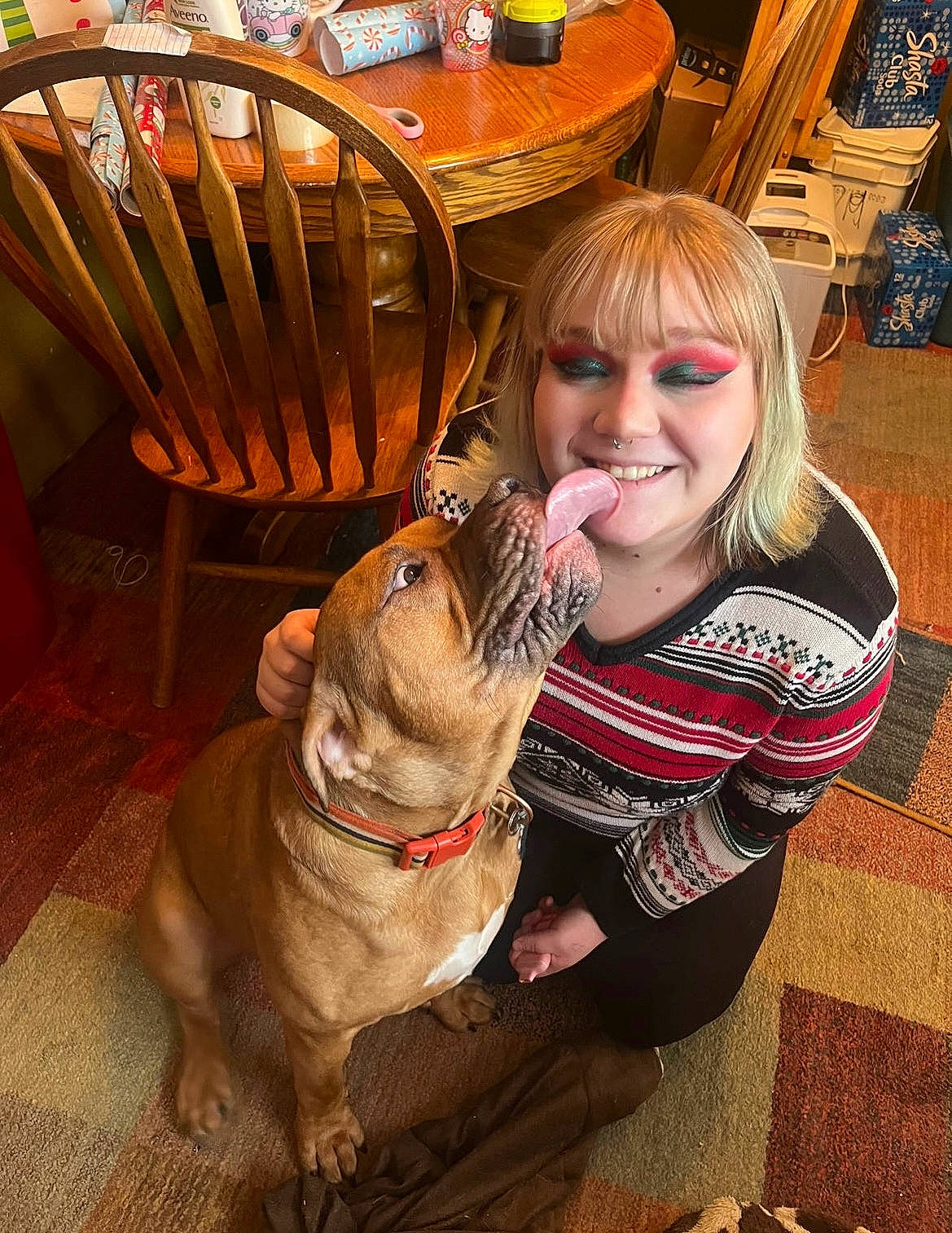 Franklin is registered to the contest to win money with this photo: carnivore, chair, collar, companion_dog, dog, dog_breed, dog_collar, fawn, flooring, fun, happy, leash, leisure, mammal, smile, snout, table, wood, working_animal, wrinkle