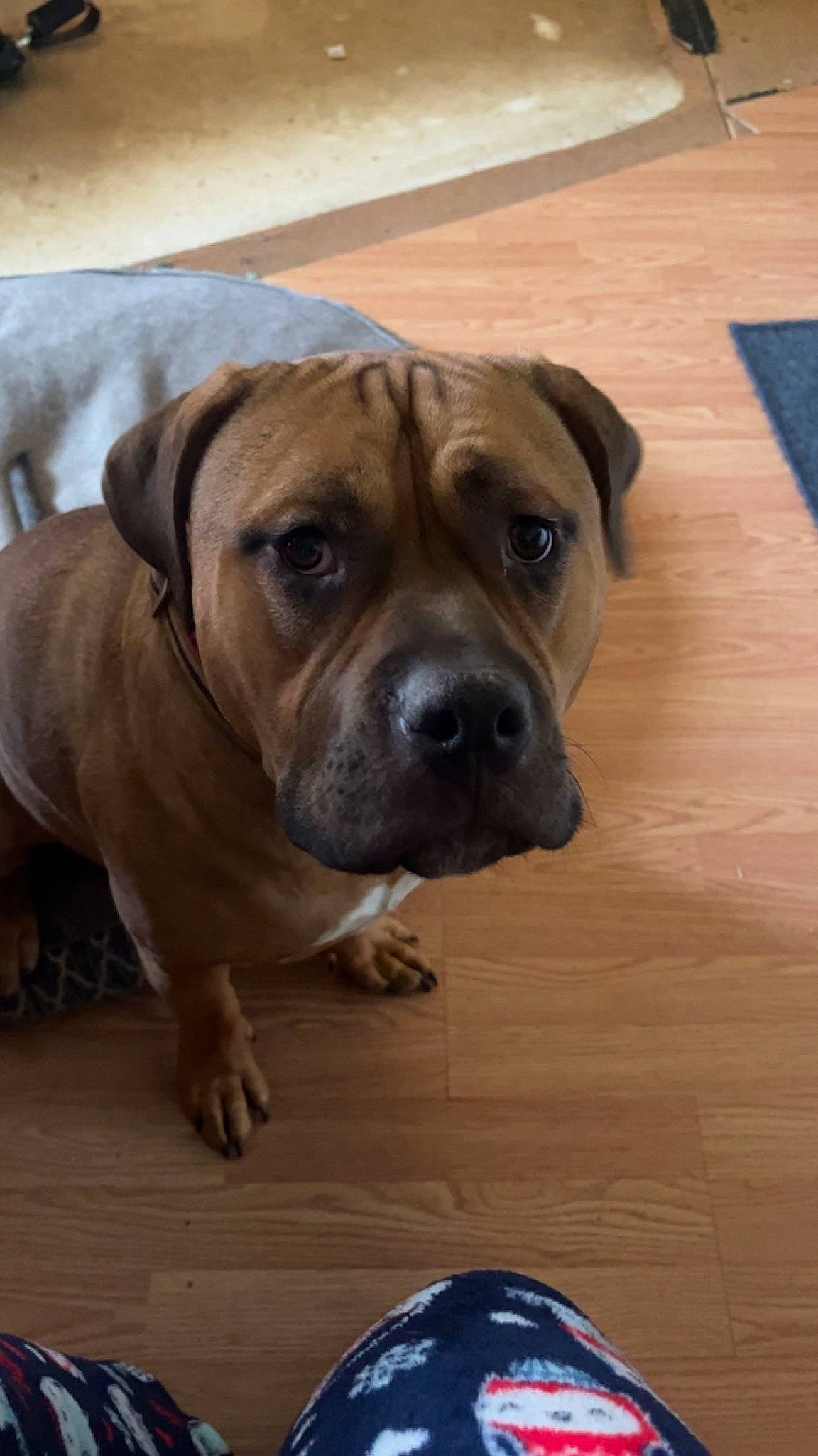 Franklin is registered to the contest to win money with this photo: canidae, carnivore, collar, companion_dog, dog, dog_breed, dog_collar, fawn, flooring, hardwood, molosser, pet_supply, plank, snout, sporting_group, tableware, whiskers, wood, working_animal, wrinkle