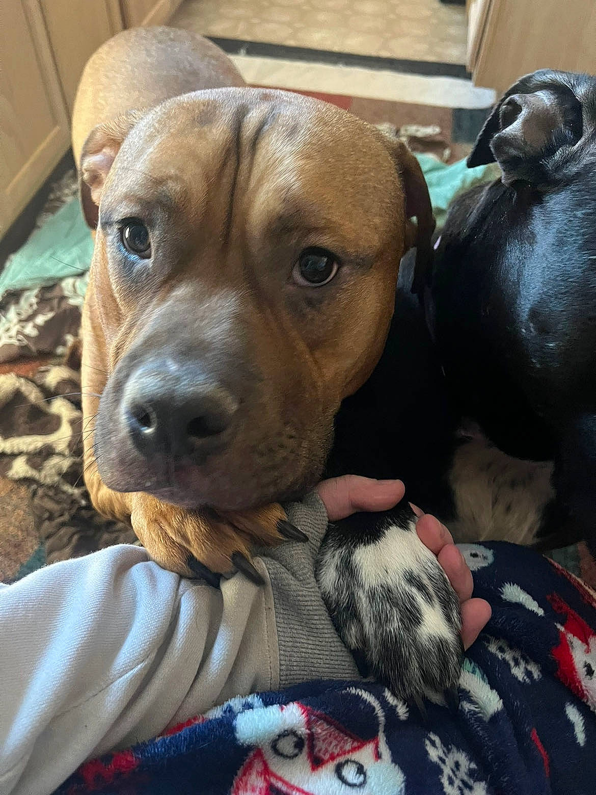 Franklin joined the competition — help win amazing prizes! canidae, carnivore, collar, companion_dog, dog, dog_breed, dog_collar, ear, fawn, fur, guard_dog, hound, liver, molosser, pet_supply, snout, sporting_group, whiskers, working_animal, working_dog