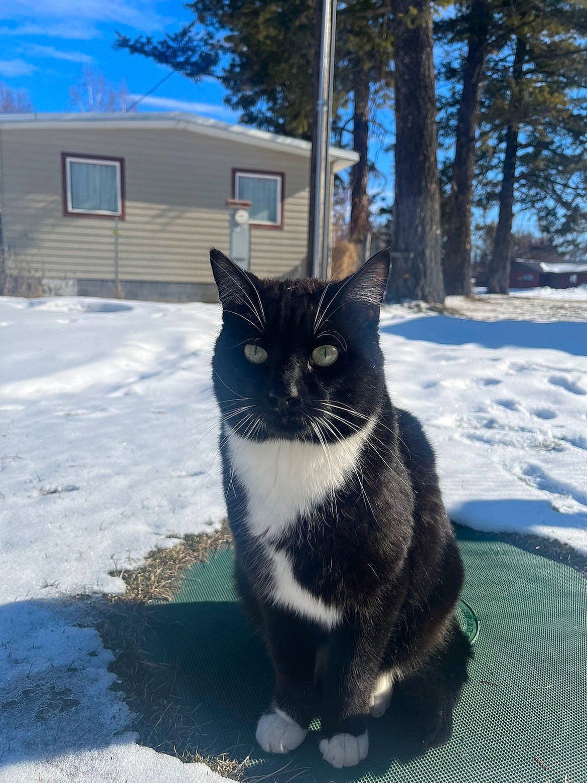 Daryl joined the competition — help win amazing prizes! asphalt, carnivore, cat, domestic_short_haired_cat, felidae, freezing, fur, grass, house, road_surface, sky, small_to_medium_sized_cats, snout, snow, tail, tree, whiskers, window, winter, wood