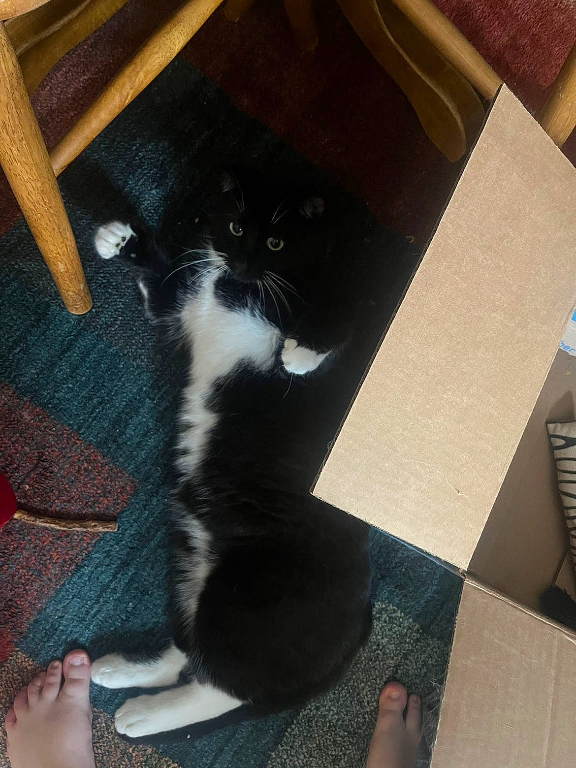 Daryl is registered to the contest to win money with this photo: box, carnivore, carton, cat, comfort, domestic_short_haired_cat, felidae, floor, flooring, fur, hardwood, human_leg, lap, packaging_and_labeling, shipping_box, small_to_medium_sized_cats, snout, tail, whiskers, wood