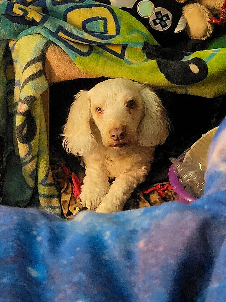 Skadi joined the competition — help win amazing prizes! canidae, carnivore, companion_dog, dog, dog_breed, fur, happy, hat, linens, pattern, personal_protective_equipment, plush, poodle, puppy_love, snout, sporting_group, stuffed_toy, toy, toy_dog, working_animal