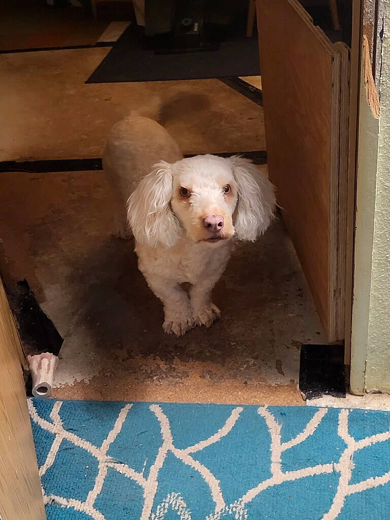 Skadi joined the competition — help win amazing prizes! carnivore, companion_dog, dog, dog_breed, dog_supply, flooring, fur, hardwood, pattern, paw, pet_supply, rectangle, road_surface, small_terrier, snout, sporting_group, tail, toy_dog, wood, working_animal