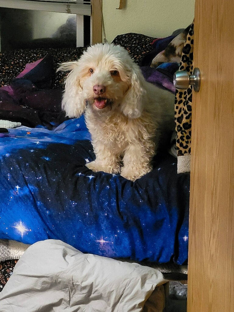 Skadi joined the competition — help win amazing prizes! canidae, car_seat_cover, carnivore, companion_dog, dog, dog_breed, dog_supply, fur, hardwood, labradoodle, non_sporting_group, poodle, room, sporting_group, television, terrier, toy_dog, water_dog, wood