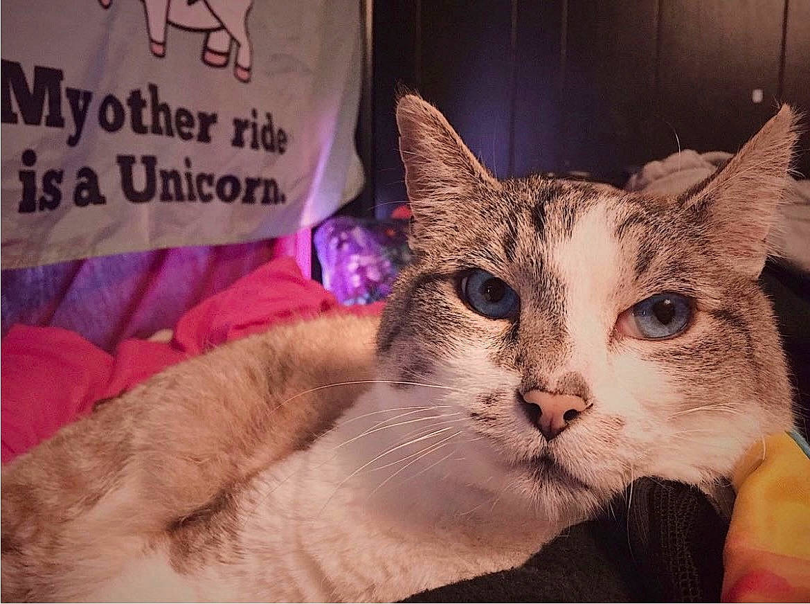 Spooky is registered to the contest to win money with this photo: carnivore, cat, domestic_short_haired_cat, event, fawn, felidae, fur, magenta, paw, photo_caption, small_to_medium_sized_cats, snout, whiskers, window