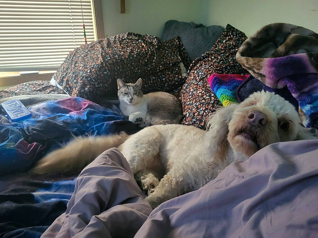 Spooky is registered to the contest to win money with this photo: bed_sheet, bedding, bedroom, carnivore, cat, comfort, companion_dog, couch, felidae, fur, grey, linens, living_room, pillow, room, small_to_medium_sized_cats, sporting_group, textile, whiskers, window_blind