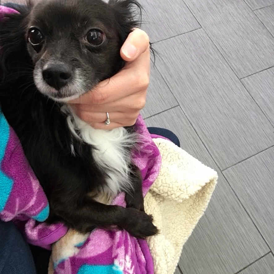 Blacky joined the competition — help win amazing prizes! animal, black_dog, blanket, close_up, cozy, curious, cute, dog, domestic_animal, floor, fur, hand, indoor, pet, portrait, ring, small_dog, tile_floor, white_fur, wrapped