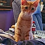 Tigger joined the competition — help win amazing prizes! cat, orange_tabby, indoor, bed, blanket, chair, bottle, table, clutter, furniture, window, purple_wall, pet, domestic_animal, curious, sitting, feline, household, blurred, indoor_lighting