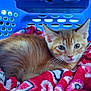 Tigger is registered to the contest to win money with this photo: kitten, cat, orange_tabby, pet_carrier, blanket, red_blanket, cozy, indoor, animal, cute, fur, whiskers, ears, young_cat, resting, looking, closeup, domestic_cat, soft, comfort