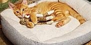 Tigger joined the competition — help win amazing prizes! cat, kitten, orange_tabby, pet_bed, toy, knitted_monkey, cuddle, cozy, indoor, carpet, fur, paw, ears, whiskers, relaxing, cute, animal, sleeping_area, home, soft