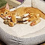 cat, kitten, orange_tabby, pet_bed, toy, knitted_monkey, cuddle, cozy, indoor, carpet, fur, paw, ears, whiskers, relaxing, cute, animal, sleeping_area, home, soft