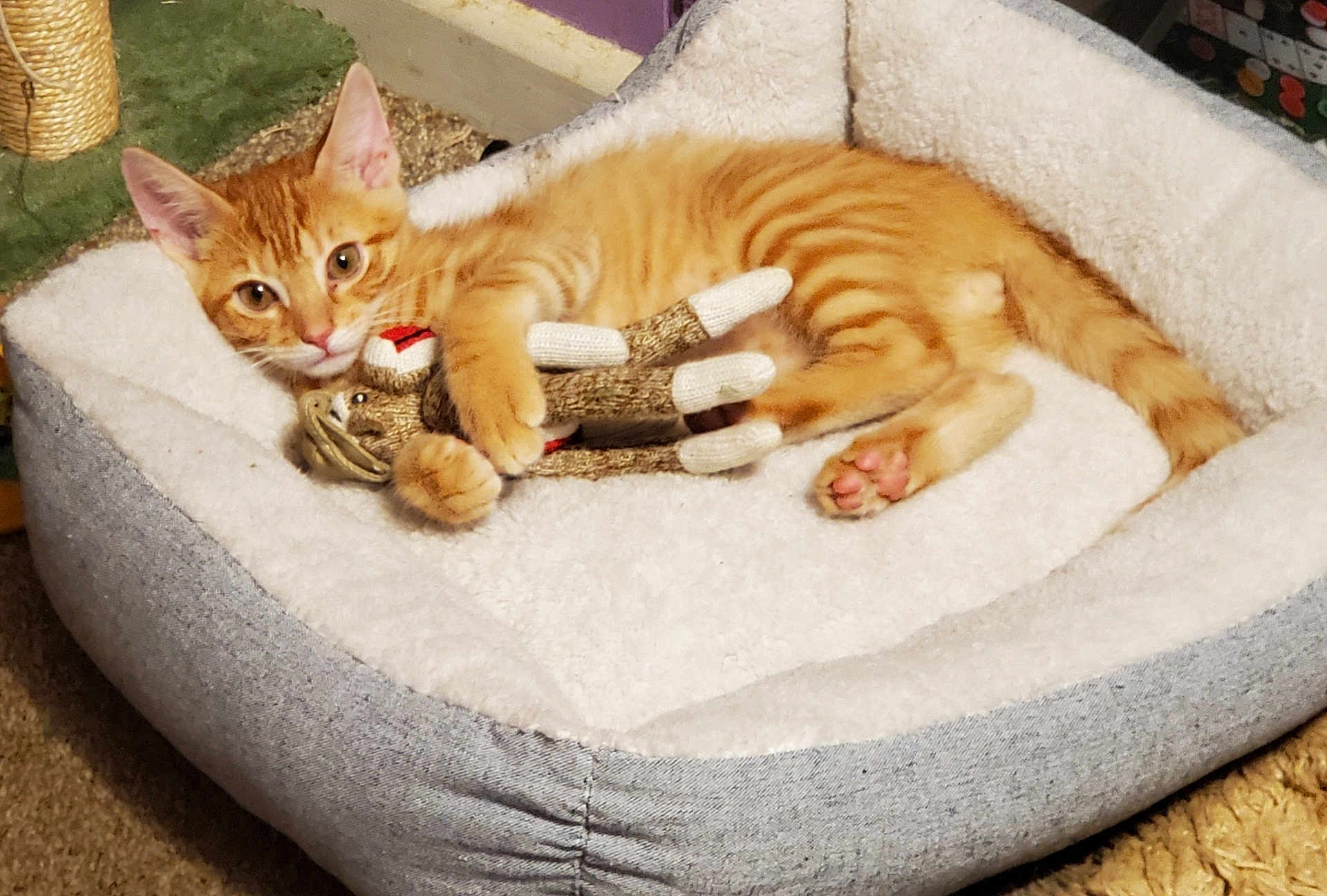 Tigger joined the competition — help win amazing prizes! cat, kitten, orange_tabby, pet_bed, toy, knitted_monkey, cuddle, cozy, indoor, carpet, fur, paw, ears, whiskers, relaxing, cute, animal, sleeping_area, home, soft