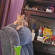 Tigger joined the competition — help win amazing prizes! cat, orange_tabby, chair, furniture, indoor, purple_wall, cabinet, snacks, pistachios, dog_treats, water_bottle, household_items, pet, relaxing, glowing_eyes, cozy, room, pet_food, wooden_cabinet, curious