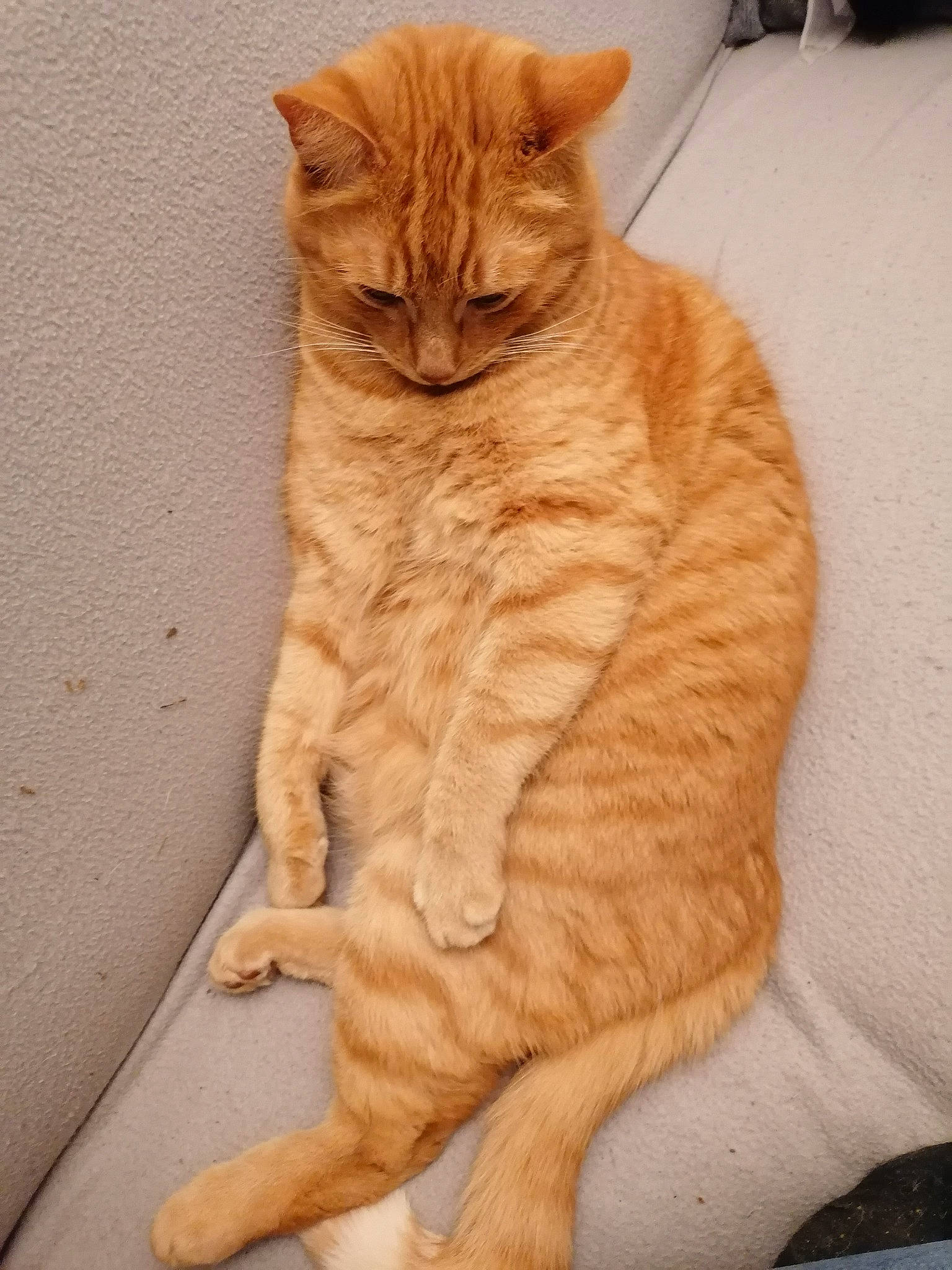 Jump a rejoint le concours — aidez-le/la à gagner de superbes lots ! carnivore, cat, claw, comfort, domestic_short_haired_cat, eye, fawn, felidae, flooring, fur, hardwood, head, paw, small_to_medium_sized_cats, snout, tail, terrestrial_animal, whiskers, window, wood