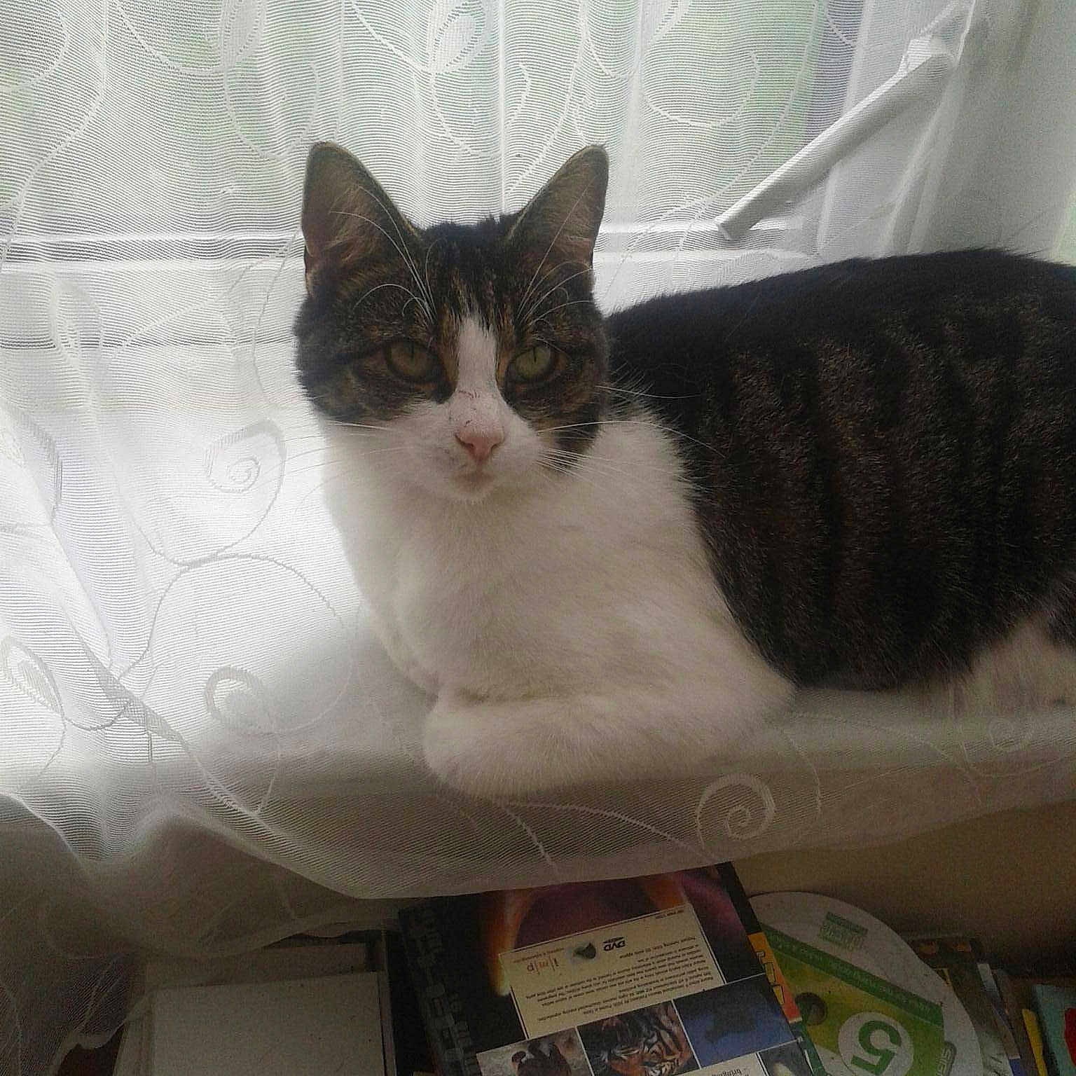 Sasha