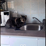 Nala participe au concours pour gagner de l'argent avec cette photo : cat, kitchen, countertop, sink, microwave, tile_wall, tabby_cat, appliance, domestic, pet, indoor, curious, feline, household, gray, striped, still_life, clean, quiet, resting