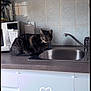 cat, kitchen, countertop, sink, microwave, tile_wall, tabby_cat, appliance, domestic, pet, indoor, curious, feline, household, gray, striped, still_life, clean, quiet, resting