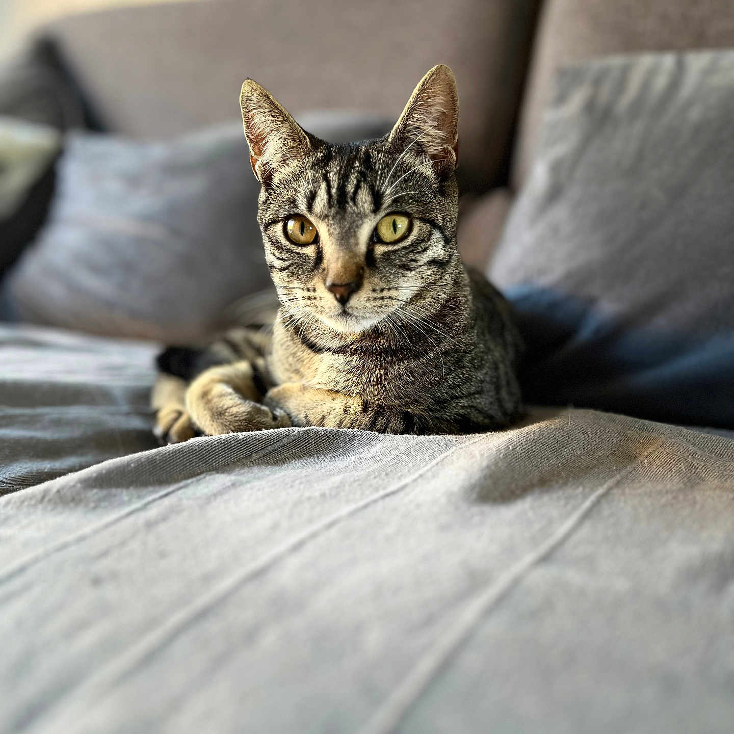 Nala participe au concours pour gagner de l'argent avec cette photo : animal, cat, couch, cozy, domestic, eyes, feline, fur, home, indoor, living_room, pet, pillow, portrait, relaxed, resting, sitting, soft_light, tabby_cat, whiskers