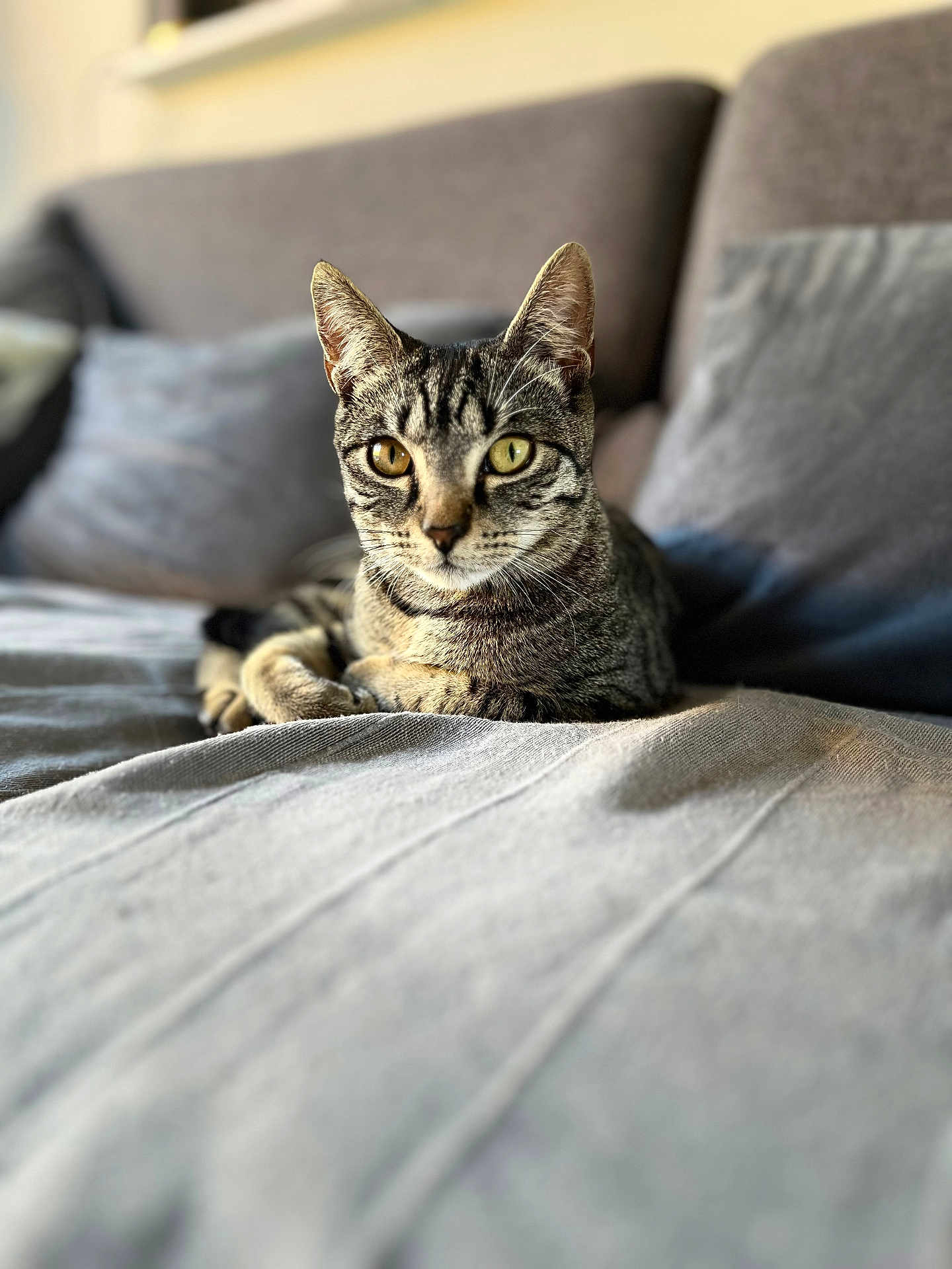 Nala participe au concours pour gagner de l'argent avec cette photo : animal, cat, couch, cozy, domestic, eyes, feline, fur, home, indoor, living_room, pet, pillow, portrait, relaxed, resting, sitting, soft_light, tabby_cat, whiskers