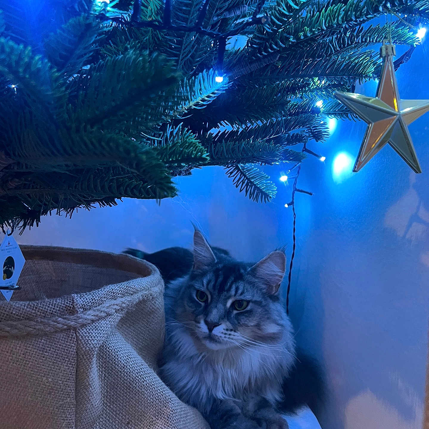 Silver a rejoint le concours — aidez-le/la à gagner de superbes lots ! accessories, animal, cat, christmas, christmasdecorations, christmastree, conifer, festival, fir, kitten, light, lighting, manx, pet, plant, starsymbol, symbol, tree, urban, vegetation