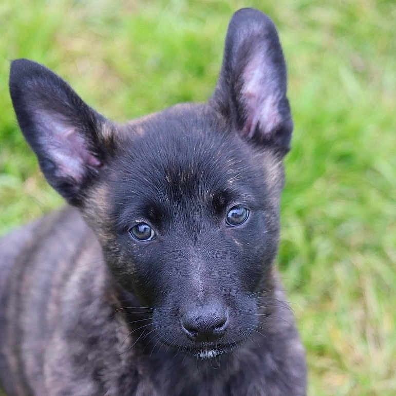 Valko a rejoint le concours — aidez-le/la à gagner de superbes lots ! accessories, animal, ball, bulldog, canine, dog, germanshepherd, grass, hound, husky, labradorretriever, pet, plant, puppy, snout, sport, strap, tennis, tennisball, whitedog