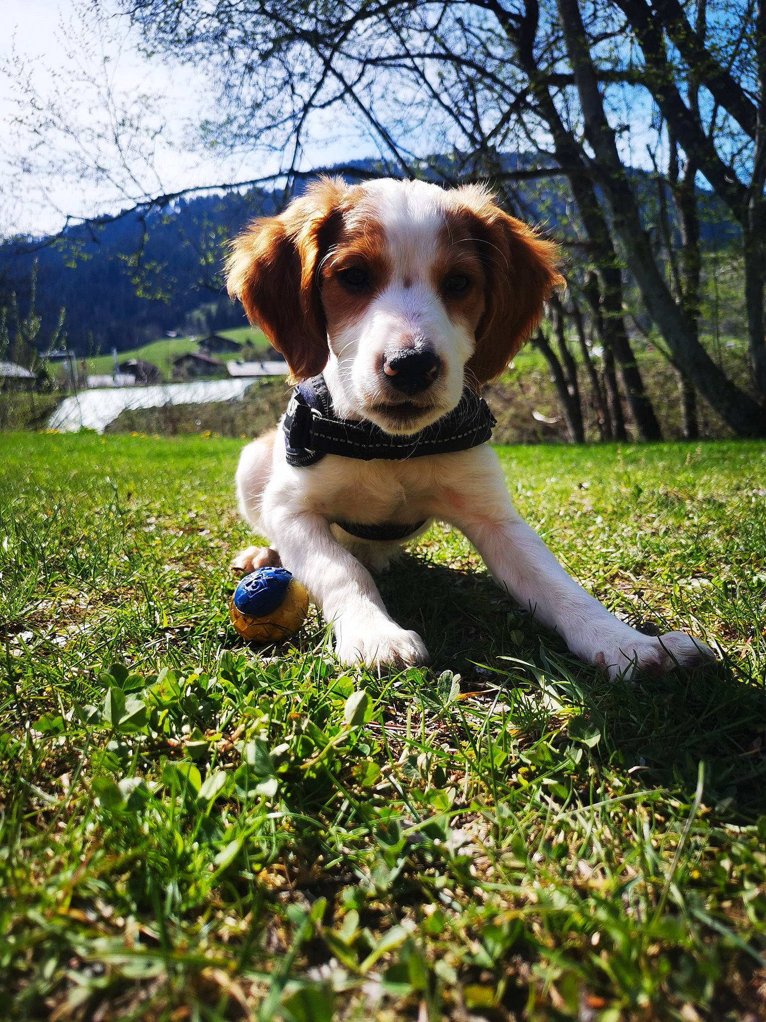 Twix a rejoint le concours — aidez-le/la à gagner de superbes lots ! ball, carnivore, companion_dog, dog, dog_breed, fawn, football, grass, happy, hound, lawn, natural_landscape, people_in_nature, plant, sky, snout, sporting_group, tail, tennis_ball, tree