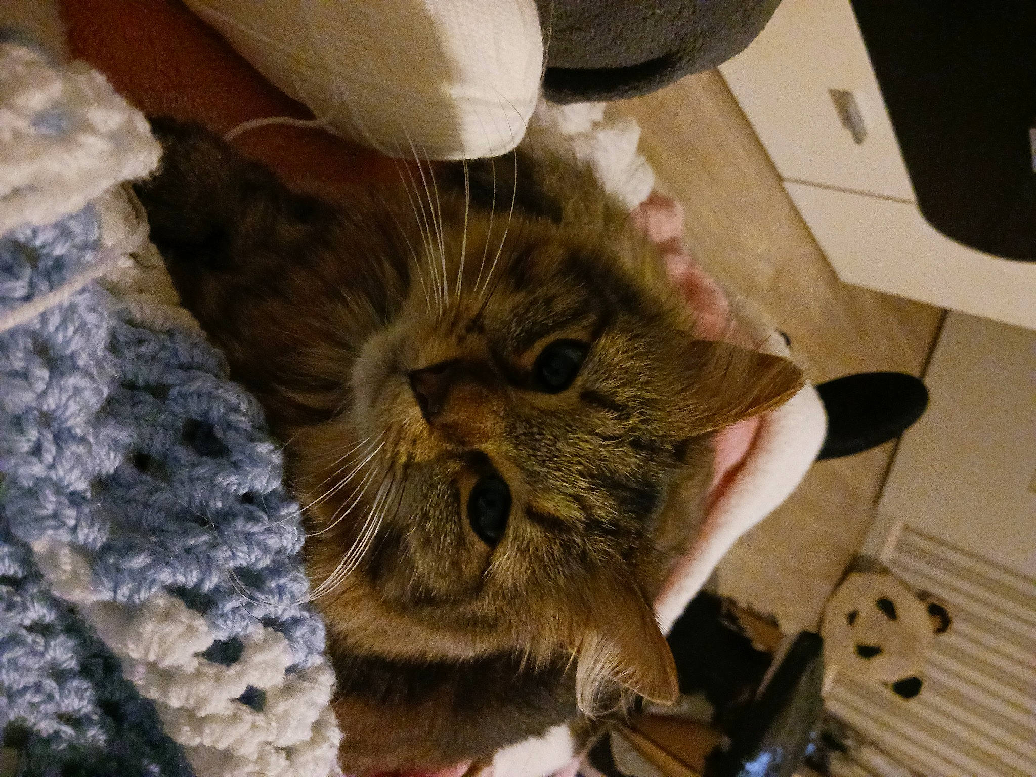 Olympe participe au concours pour gagner de l'argent avec cette photo : carnivore, cat, claw, comfort, domestic_short_haired_cat, fawn, felidae, fur, glasses, linens, pattern, small_to_medium_sized_cats, snout, tire, whiskers, wool, woolen, woven_fabric