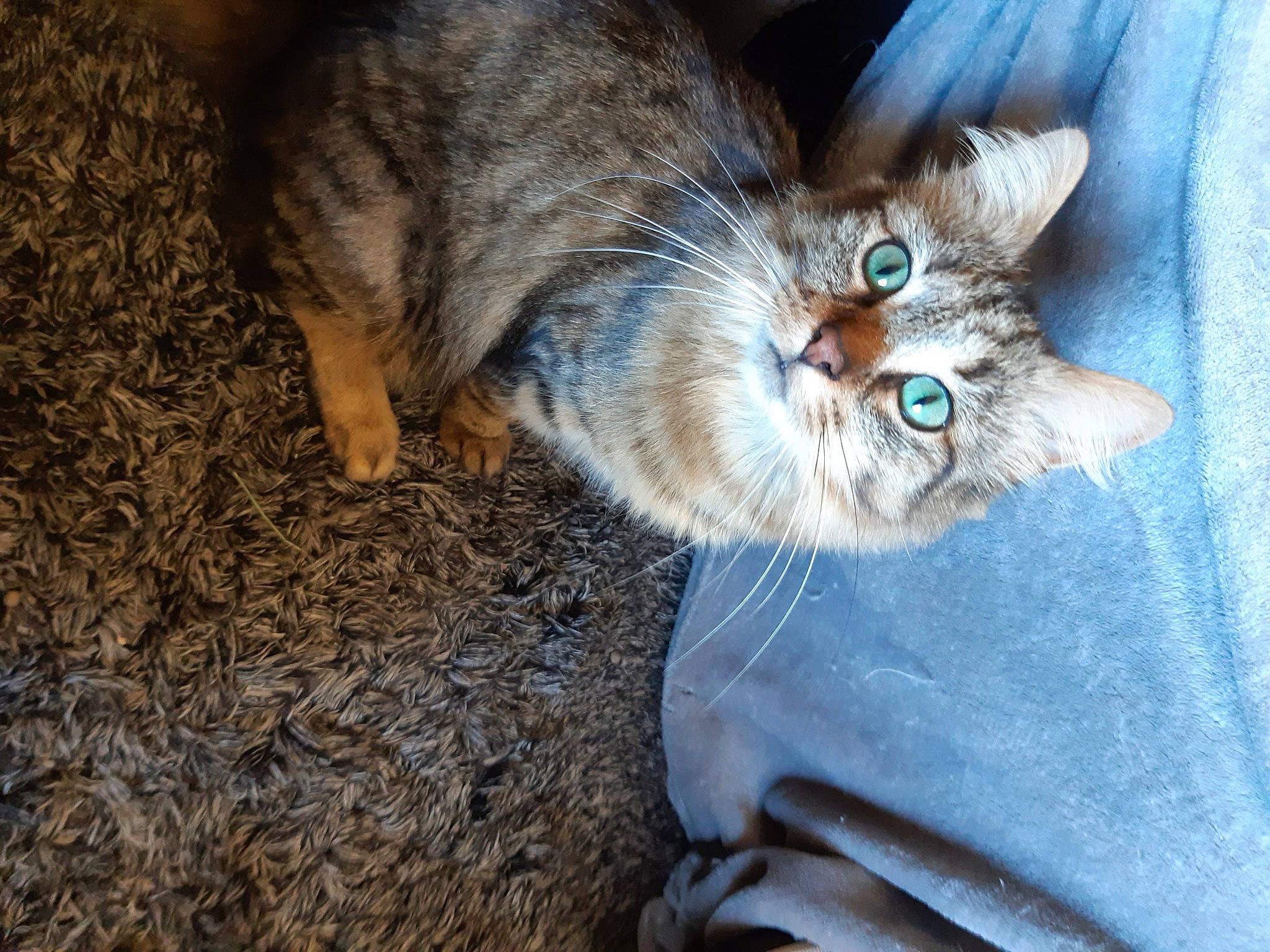 Olympe participe au concours pour gagner de l'argent avec cette photo : carnivore, cat, claw, comfort, domestic_short_haired_cat, electric_blue, fawn, felidae, fur, paw, sitting, small_to_medium_sized_cats, snout, soil, tail, terrestrial_animal, whiskers, window, wood