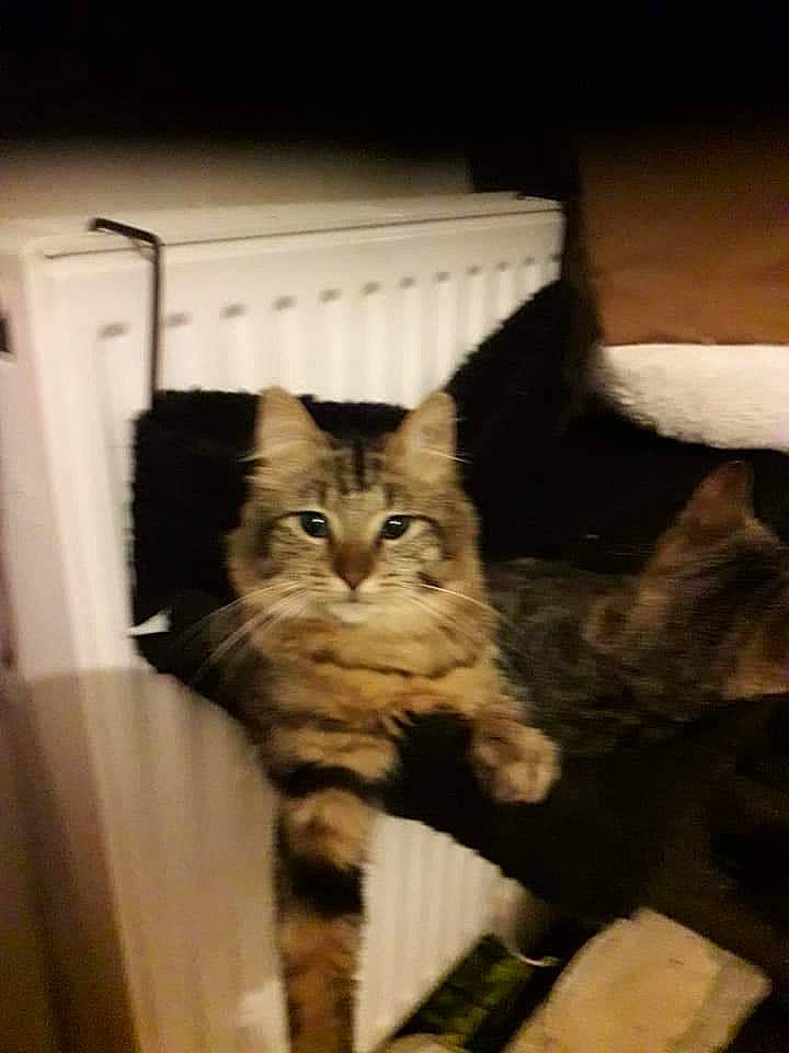 Olympe participe au concours pour gagner de l'argent avec cette photo : carnivore, cat, claw, domestic_short_haired_cat, fawn, felidae, fur, hardwood, maine_coon, paw, room, shelf, small_to_medium_sized_cats, snout, tail, terrestrial_animal, whiskers, window, wood