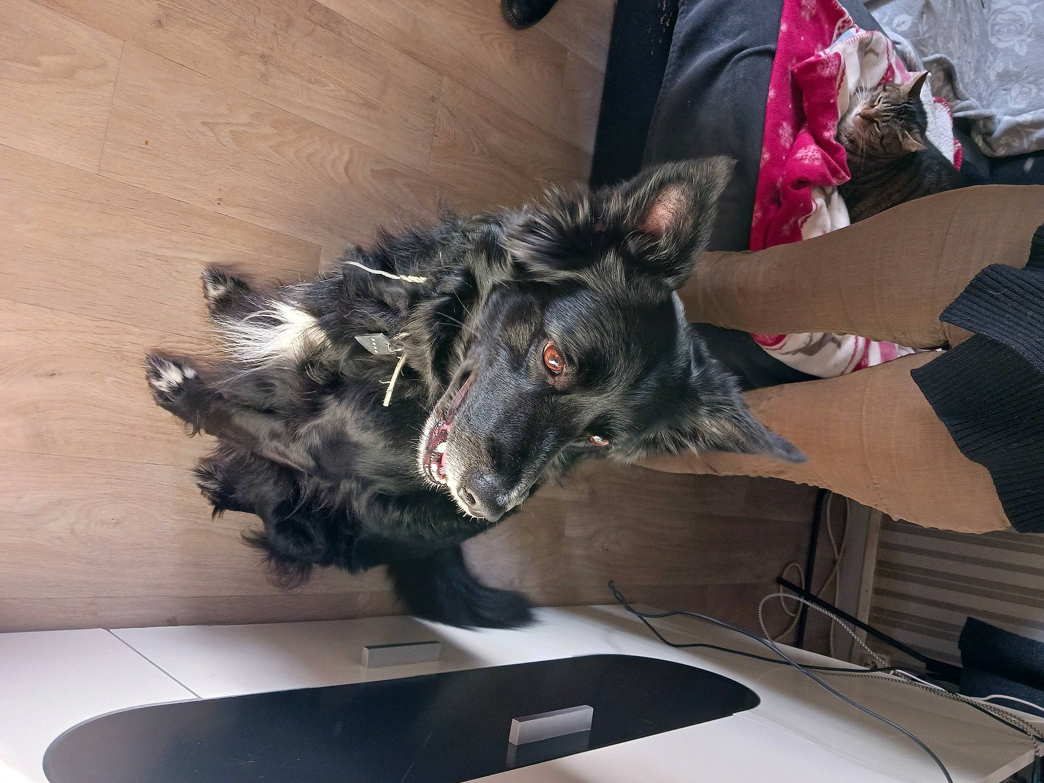 Maxou a rejoint le concours — aidez-le/la à gagner de superbes lots ! bag, canidae, carnivore, comfort, companion_dog, dog, dog_breed, flooring, foot, fur, guard_dog, hardwood, herding_dog, non_sporting_group, snout, sporting_group, wood, working_dog