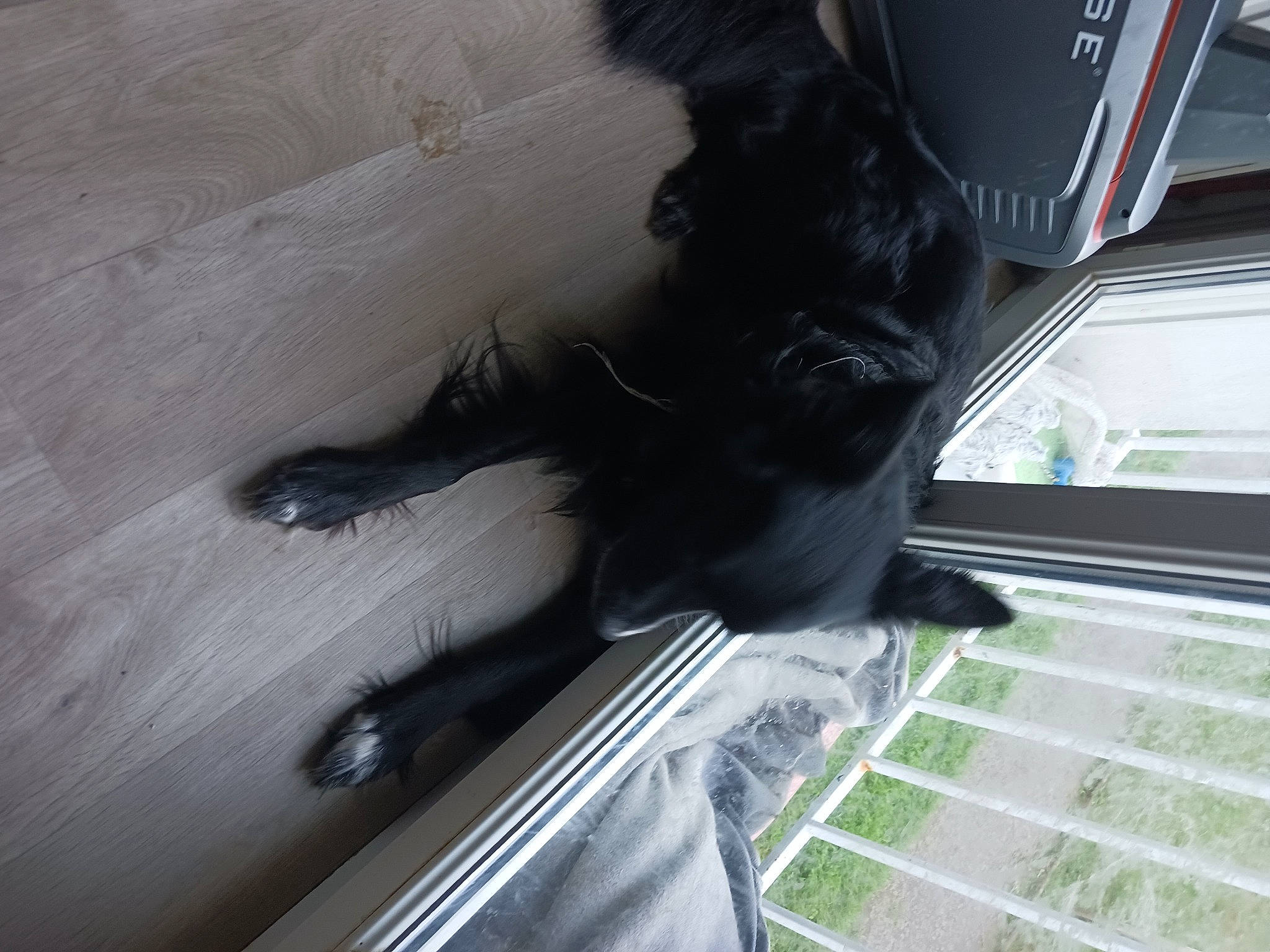 Maxou participe au concours pour gagner de l'argent avec cette photo : automotive_tire, carnivore, cat, claw, comfort, dog_breed, domestic_short_haired_cat, felidae, flooring, fur, hardwood, human_leg, small_to_medium_sized_cats, snout, tail, vehicle_door, whiskers, window, windshield, wood