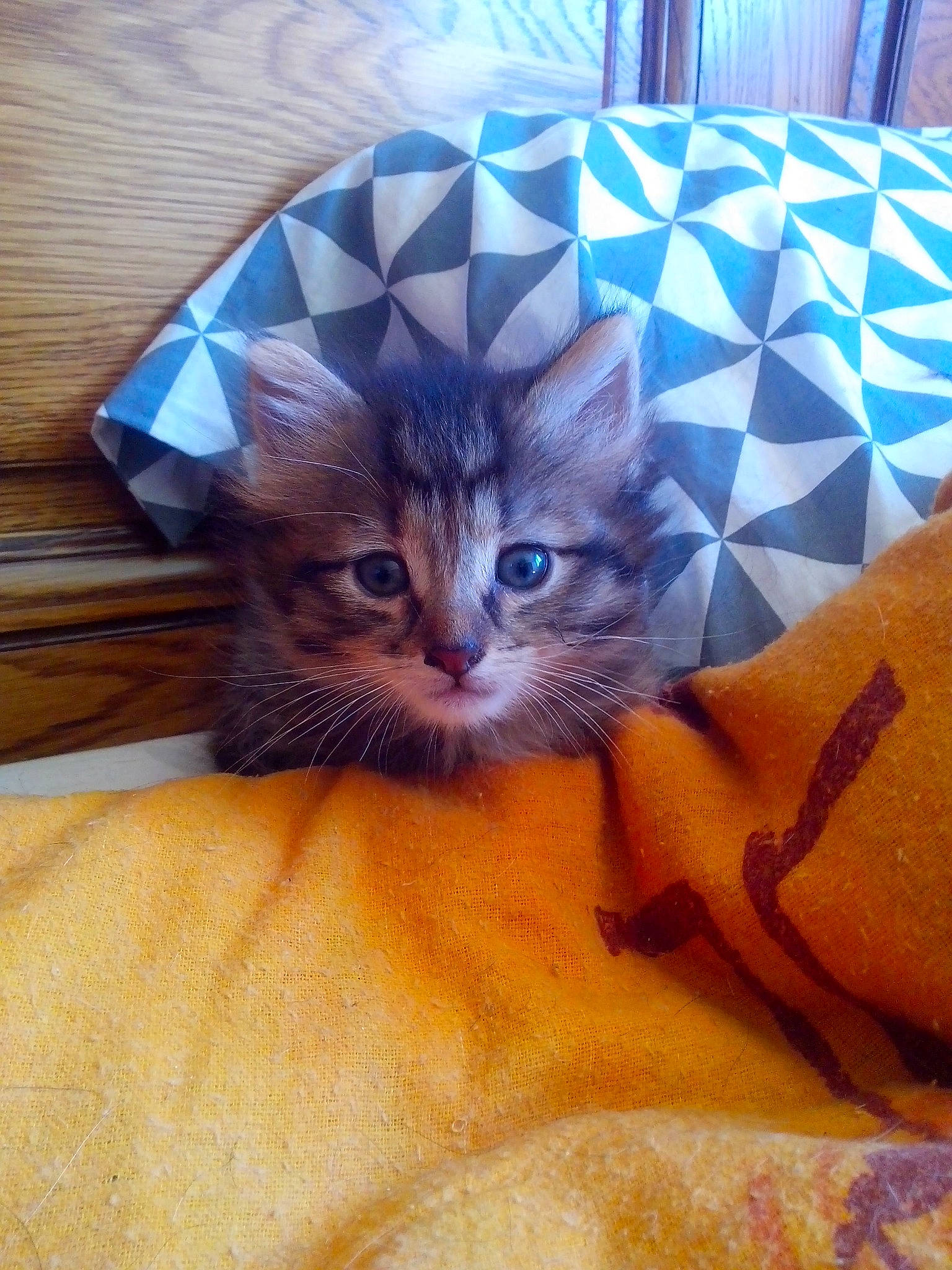 Guizmo participe au concours pour gagner de l'argent avec cette photo : asian, carnivore, cat, domestic_short_haired_cat, european_shorthair, fawn, felidae, kitten, mammal, ojos_azules, ragdoll, small_to_medium_sized_cats, whiskers