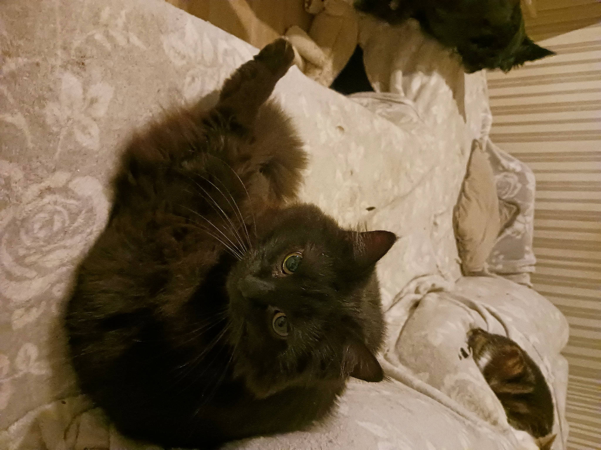 Papillon participe au concours pour gagner de l'argent avec cette photo : black_cat, carnivore, cat, claw, comfort, domestic_short_haired_cat, fawn, felidae, fur, grey, liver, monochrome, monochrome_photography, nap, paw, small_to_medium_sized_cats, snout, tail, terrestrial_animal, whiskers