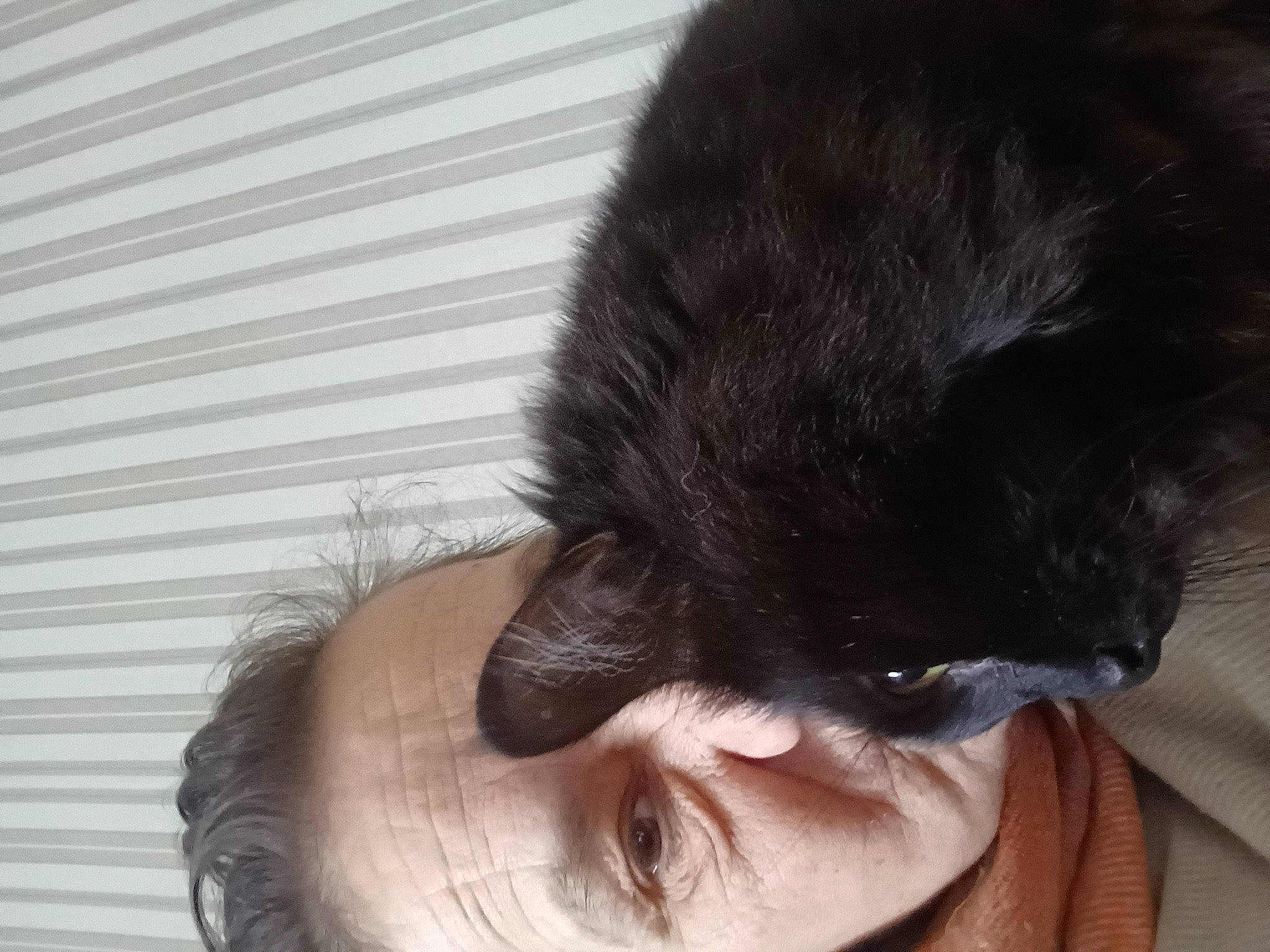 Papillon participe au concours pour gagner de l'argent avec cette photo : black_cat, bombay, carnivore, cat, claw, comfort, dog_breed, domestic_short_haired_cat, ear, eyelash, felidae, fur, gesture, jaw, nose, paw, small_to_medium_sized_cats, snout, tail, whiskers