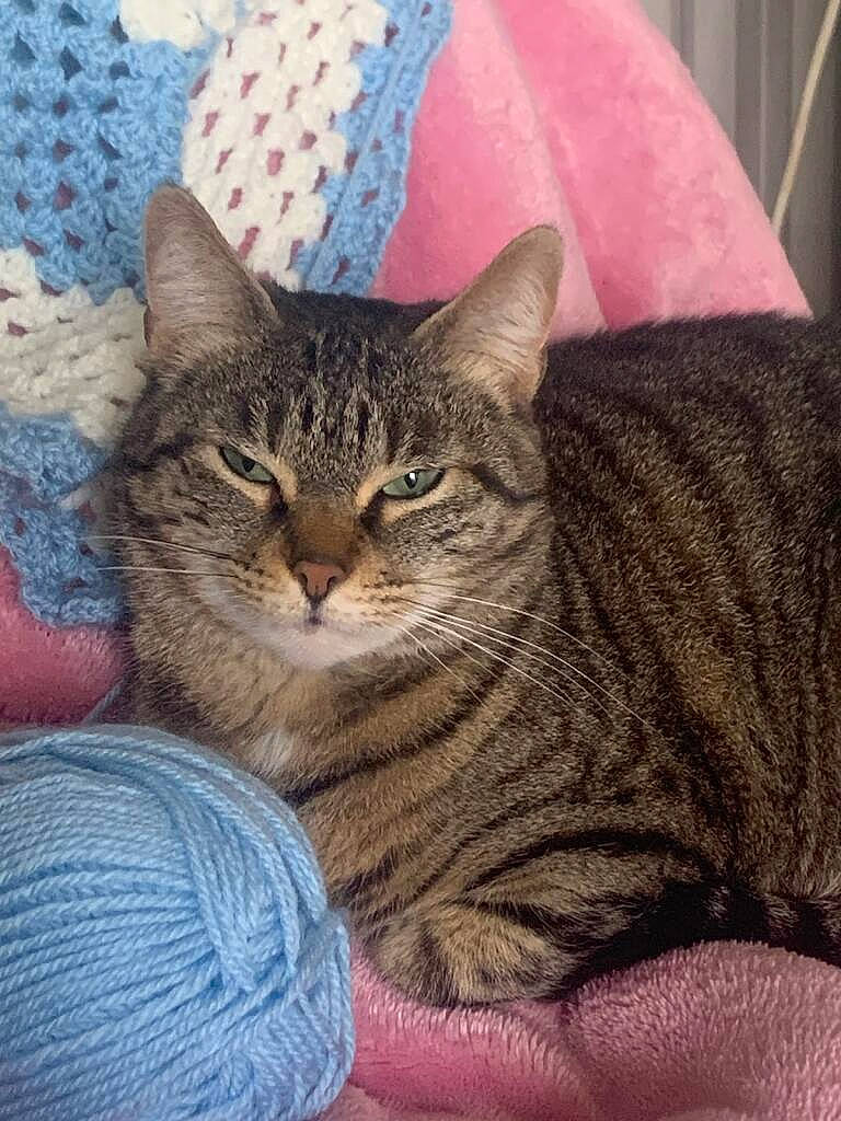 Nescafe Et Lyzie participe au concours pour gagner de l'argent avec cette photo : carnivore, cat, comfort, domestic_short_haired_cat, felidae, fur, linens, pattern, small_to_medium_sized_cats, snout, terrestrial_animal, textile, whiskers