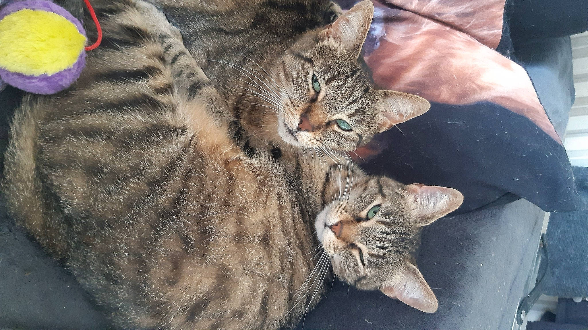 Nescafe Et Lyzie a rejoint le concours — aidez-le/la à gagner de superbes lots ! carnivore, cat, claw, domestic_short_haired_cat, felidae, fur, organism, small_to_medium_sized_cats, snout, terrestrial_animal, whiskers