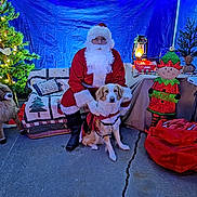 Danny Boy joined the competition — help win amazing prizes! basket, beard, christmas_tree, costume, dog, elf_decoration, festive, floor, glasses, hat, holiday_decor, lantern, lights, outdoor, person, plush_reindeer, quilt, red_bag, santa_claus, table