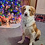 Danny Boy is registered to the contest to win money with this photo: carpet, celebration, christmas_tree, decor, dog, door, festive, holiday_decorations, home, indoor, lights, miniature_village, ornaments, pet, rug, sitting, toy, white_and_brown_dog, winter, wooden_cabinet
