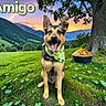 animal, bandana, clover, colorful, dog, friendship, grass, happy, holiday, lucky, mountain, nature, outdoor, pot_of_gold, rainbow, scenic, sky, smiling, sunset, tree