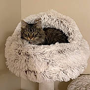 London joined the competition — help win amazing prizes! cat, tabby, fluffy_bed, cozy, indoor, pet, feline, resting, fur, eyes, animal, cute, comfortable, household, soft, relaxed, portrait, home, mammal, whiskers