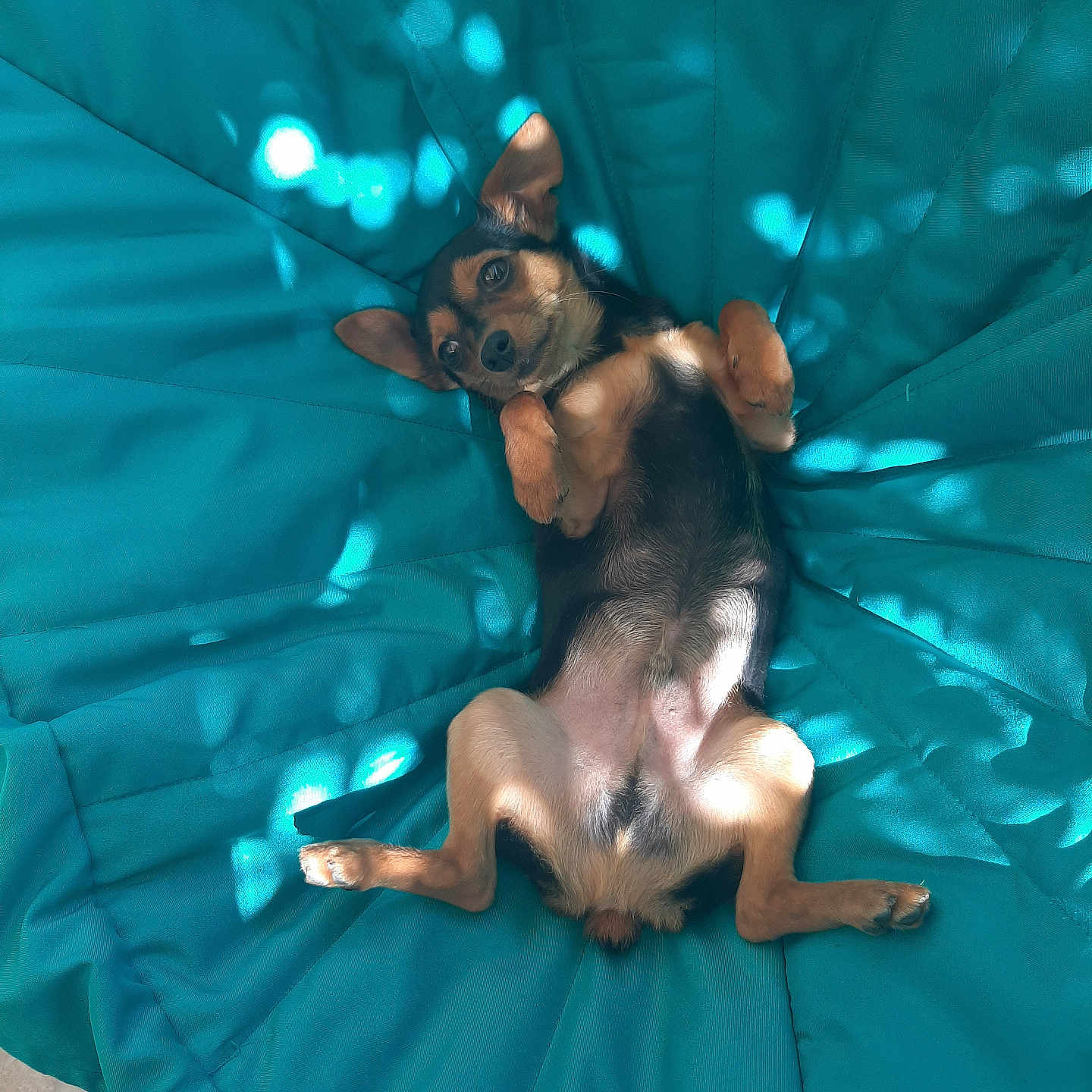 Voyou a rejoint le concours — aidez-le/la à gagner de superbes lots ! animal, belly, canine, comfortable, cute, dog, ears, floor_tiles, fur, indoor, lying_down, paw, pet, playful, relaxed, resting, shadow, small_dog, sunlight, teal_cushion
