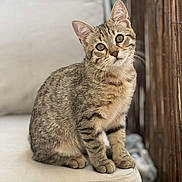 Rio participe au concours pour gagner de l'argent avec cette photo : cat, kitten, tabby, pet, animal, portrait, sitting, indoors, cushion, chair, whiskers, ears, eyes, fur, striped, brown, cute, alert, home, photography