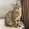 cat, kitten, tabby, pet, animal, portrait, sitting, indoors, cushion, chair, whiskers, ears, eyes, fur, striped, brown, cute, alert, home, photography