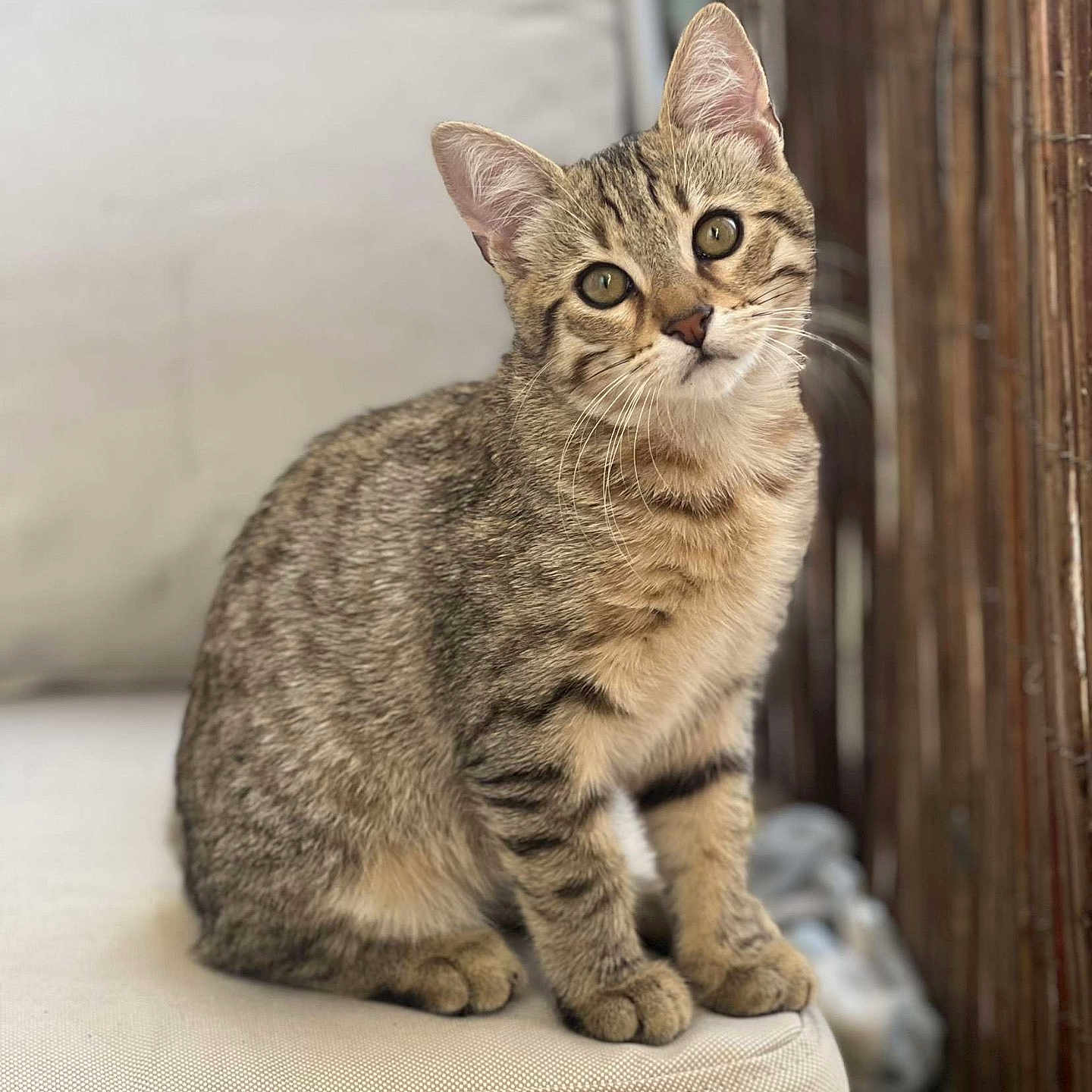 Rio participe au concours pour gagner de l'argent avec cette photo : cat, kitten, tabby, pet, animal, portrait, sitting, indoors, cushion, chair, whiskers, ears, eyes, fur, striped, brown, cute, alert, home, photography