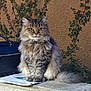cat, fluffy, sitting, outdoor, ivy, wall, ledges, animal, fur, pet, greenery, nature, serious, portrait, feline, whiskers, tail, eyes, calm, evening