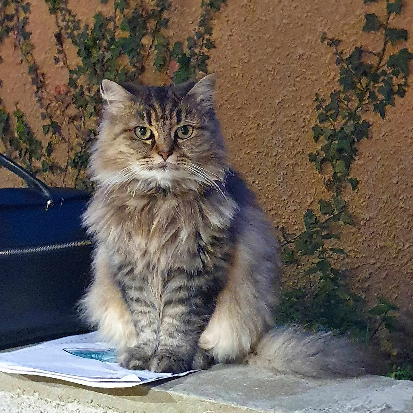 Câline participe au concours pour gagner de l'argent avec cette photo : animal, calm, cat, evening, eyes, feline, fluffy, fur, greenery, ivy, ledges, nature, outdoor, pet, portrait, serious, sitting, tail, wall, whiskers